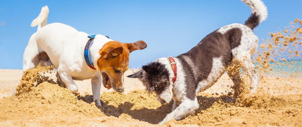 Comportamento canino: Por que cães cavam?