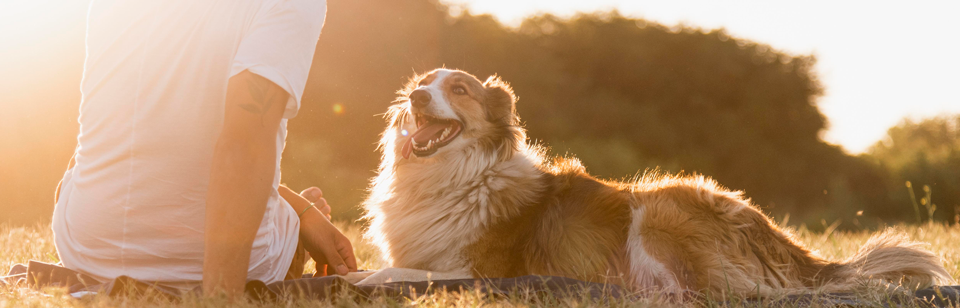 Estudo: Por que cachorros são tão sensíveis e sociáveis?