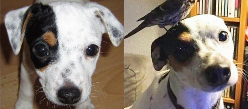 Cachorro salva passarinho que encontrou caído na rua e eles criam amizade incrível