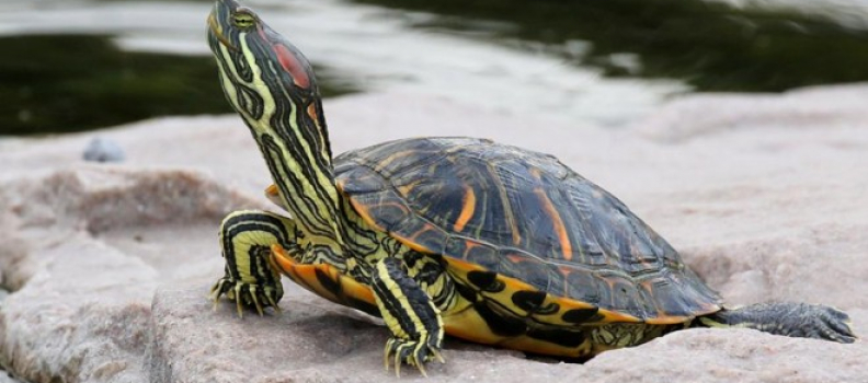 Dica: Escolhendo o aquaterrário para tartaruga tigre d’água
