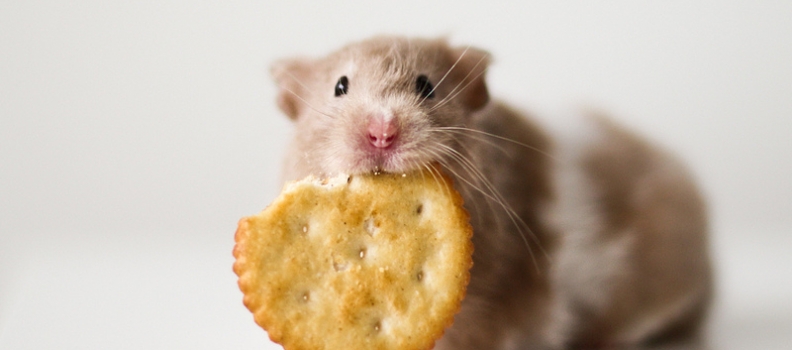 Hamster e sua alimentação