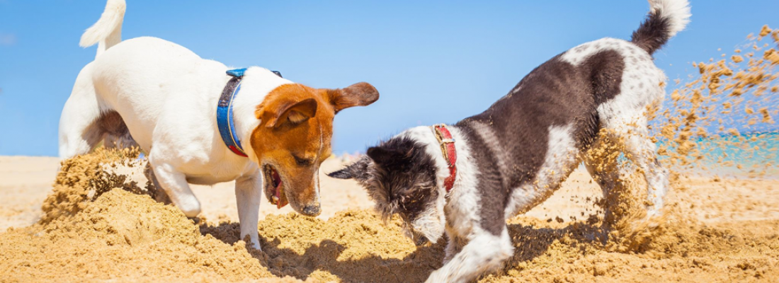 Comportamento canino: Por que cães cavam?