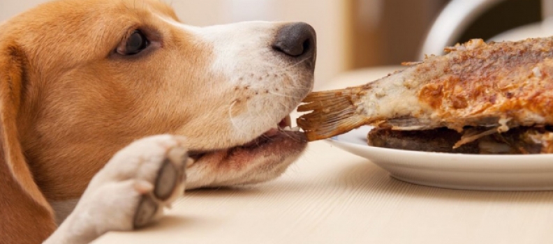 Perigo na Ceia: Quais alimentos evitar na hora da alimentação do Pet