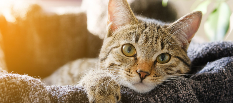 6 sinais que provam que seu gato te ama mais do que qualquer coisa
