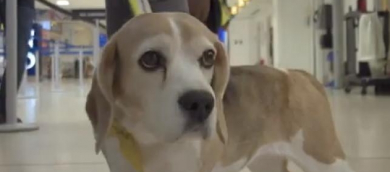 Aeroporto na Escócia terá Cães Terapêuticos para ajudar acalmar passageiros ansiosos