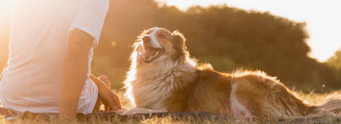 Estudo: Por que cachorros são tão sensíveis e sociáveis?