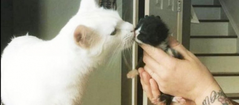 Conheça o gato que acolhe e abraça os novos gatinhos que chegam no abrigo