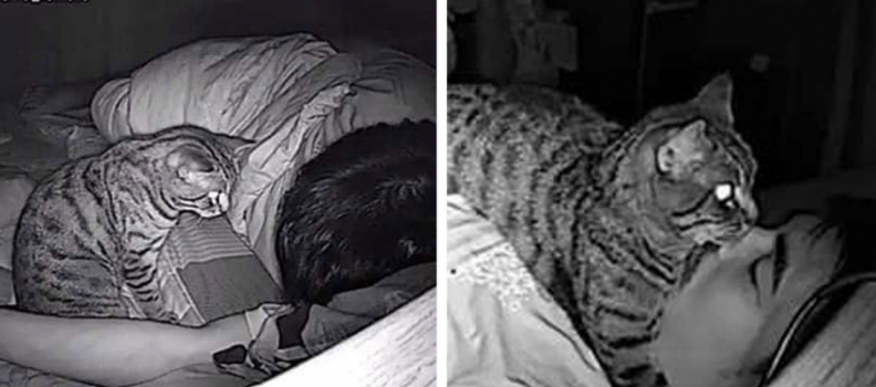 Rapaz monta câmera escondida para ver o que seu Gato faz enquanto ele dorme