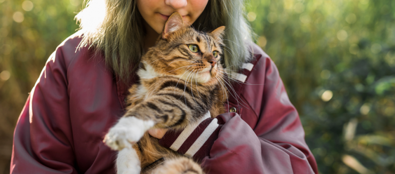 Estudo: Gatos são sensíveis às emoções de seus tutores
