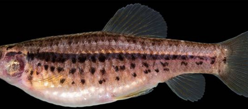 Nova espécie de peixe é descoberta no DF