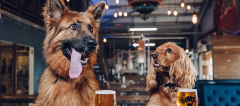 Ao adotar um animal, funcionários de cervejaria ganham ‘licença-cachorro’